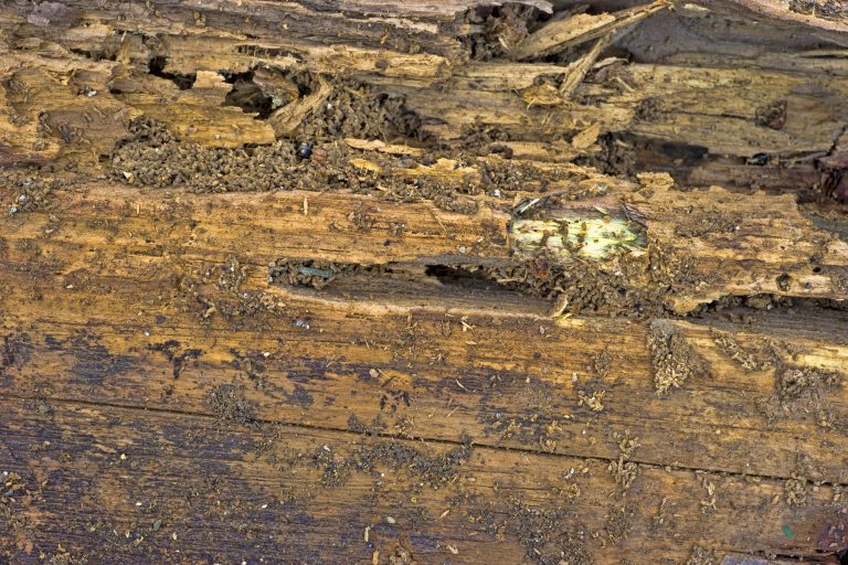 Wood Destroying Insect Inspections. These pests silently and almost