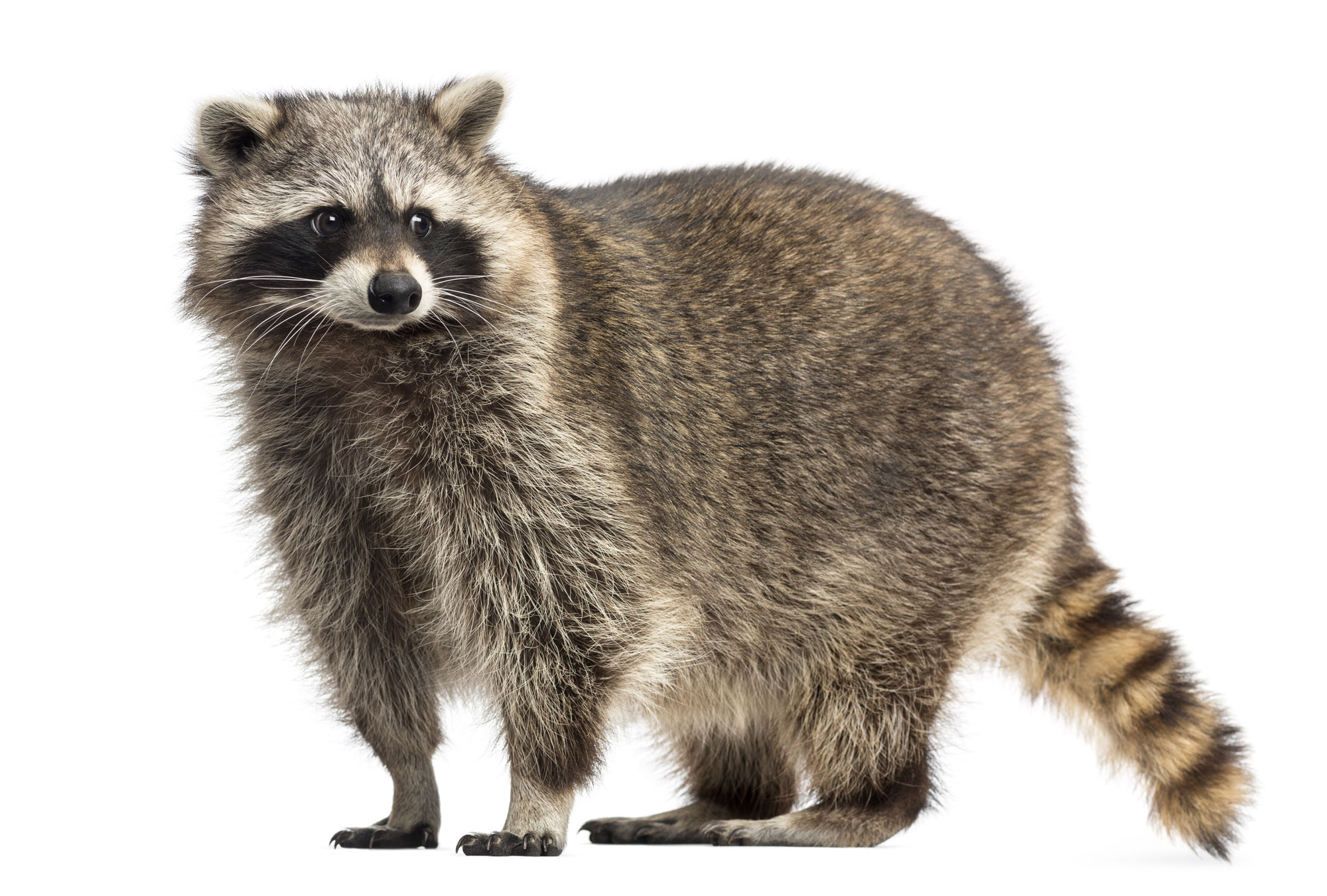 raccoon